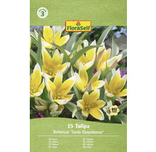 Balení 15 tulipánů Botanical Tarda Dasystemon od FloraSelf