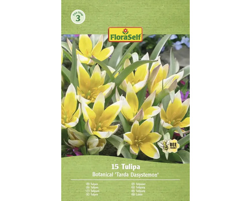 Balení 15 tulipánů Botanical Tarda Dasystemon od FloraSelf