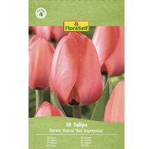 Balení tulipánů Darwin Hybrid Red Impression od FloraSelf