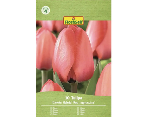 Balení tulipánů Darwin Hybrid Red Impression od FloraSelf