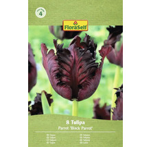 Balení osmi tulipánů odrůdy Parrot Black Parrot