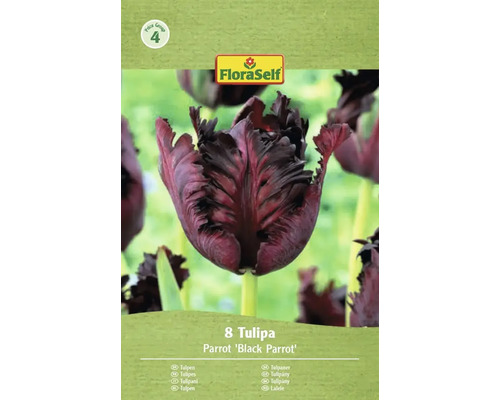 Balení osmi tulipánů odrůdy Parrot Black Parrot
