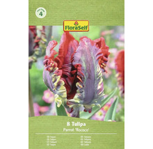 Balení tulipánů FloraSelf Parrot Rococo s osmi cibulkami