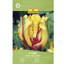 Balení 8 cibulí tulipánu Parrot 'Texas Flame' od FloraSelf