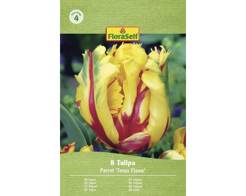 Balení 8 cibulí tulipánu Parrot 'Texas Flame' od FloraSelf