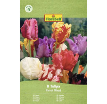 FloraSelf Balení 8 tulipánů Parrot, směs