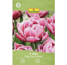 FloraSelf tulipány Double Early Columbus, 8 kusů