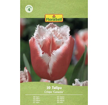 Balení 10 tulipánů Crispa Canasta