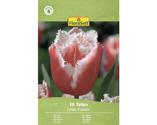 Balení 10 tulipánů Crispa Canasta