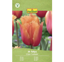 Balení cibulí tulipánu Crispa 'Lambada'