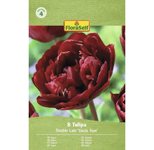 Balení 8 tulipánů odrůdy Double Late 'Uncle Tom' od FloraSelf