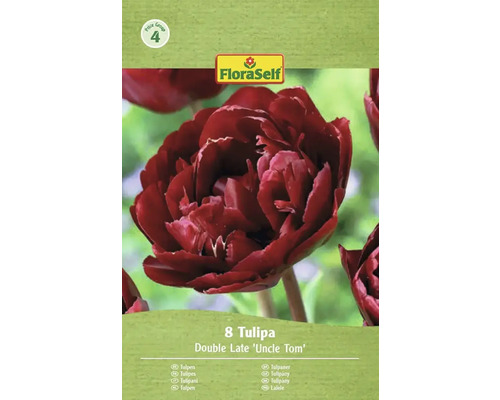 Balení 8 tulipánů odrůdy Double Late 'Uncle Tom' od FloraSelf