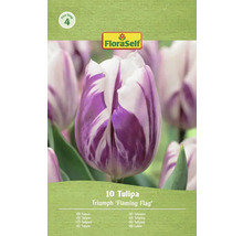 FloraSelf Tulipán Triumph 'Flaming Flag', 10 kusů
