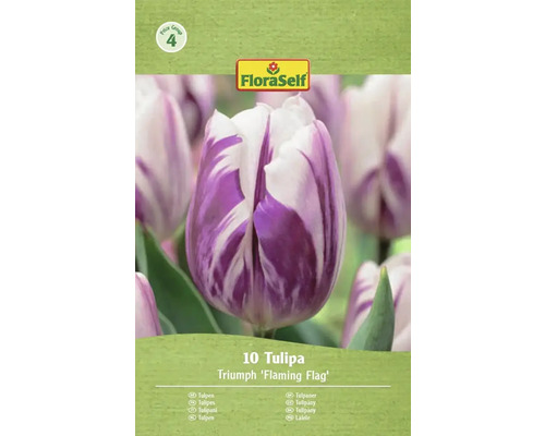 FloraSelf Tulipán Triumph 'Flaming Flag', 10 kusů