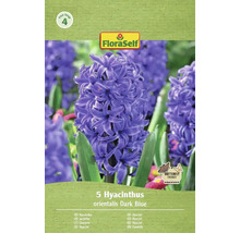Balení 5 hyacintů orientalis Dark Blue značky FloraSelf