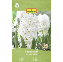 Balení 5 bílých hyacintů odrůdy orientalis od společnosti FloraSelf