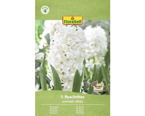Balení 5 bílých hyacintů odrůdy orientalis od společnosti FloraSelf