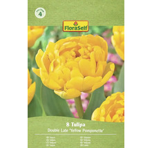 Balení 8 tulipánů odrůdy Double Late 'Yellow Pomponette'