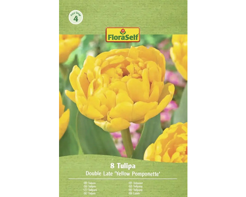 Balení 8 tulipánů odrůdy Double Late 'Yellow Pomponette'
