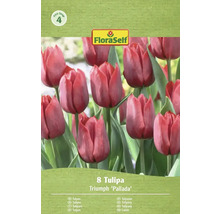 Balení tulipánů Triumph odrůdy 'Pallada', obsahuje 8 kusů