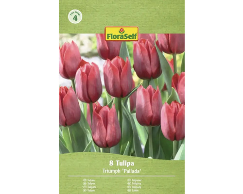 Balení tulipánů Triumph odrůdy 'Pallada', obsahuje 8 kusů