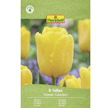 FloraSelf Tulipány Triumph Caractère, 8 kusů