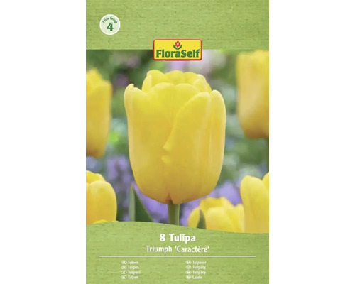 FloraSelf Tulipány Triumph Caractère, 8 kusů
