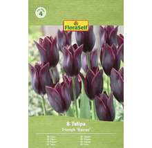 Balení 8 tulipánů Triumph Havran