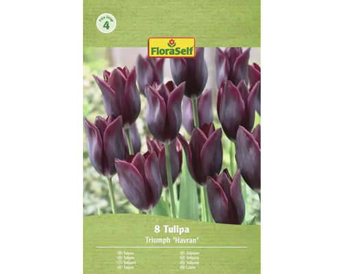 Balení 8 tulipánů Triumph Havran
