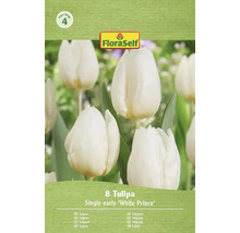 Balení 8 kusů jednoduchých raných tulipánů odrůdy White Prince