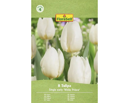 Balení 8 kusů jednoduchých raných tulipánů odrůdy White Prince