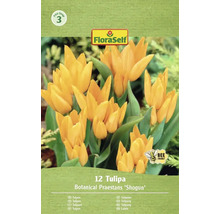 Balení 12 tulipánů Botanical Praestans 'Shogun'