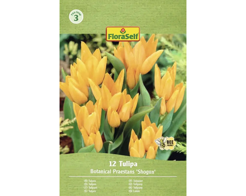 Balení 12 tulipánů Botanical Praestans 'Shogun'
