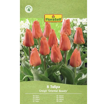 Tulipány FloraSelf Greigii 'Oriental Beauty', balení po 8 kusech