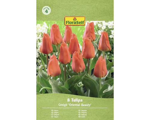 Tulipány FloraSelf Greigii 'Oriental Beauty', balení po 8 kusech