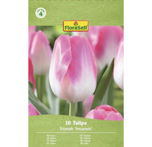 Balení cibulí tulipánů Triumph