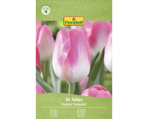 Balení cibulí tulipánů Triumph