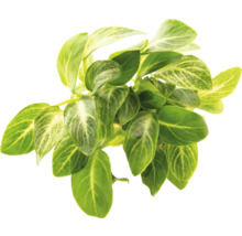 Rostlina se zelenými listy