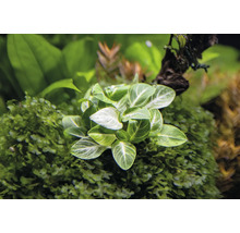 Akvarijní rostlina se zelenými listy a bílou kresbou