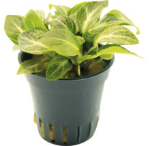 Anubias pokojová rostlina v květináči