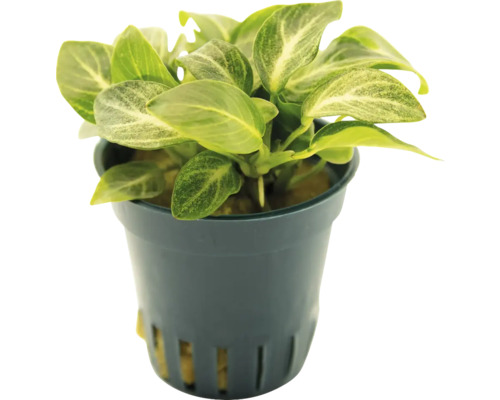 Anubias pokojová rostlina v květináči