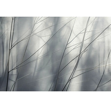 Ozdobné větve na rozmazaném pozadí