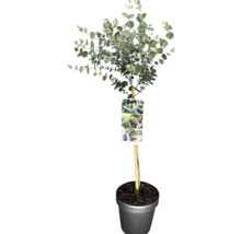 Eukalyptový strom v květináči s podpůrnou tyčí