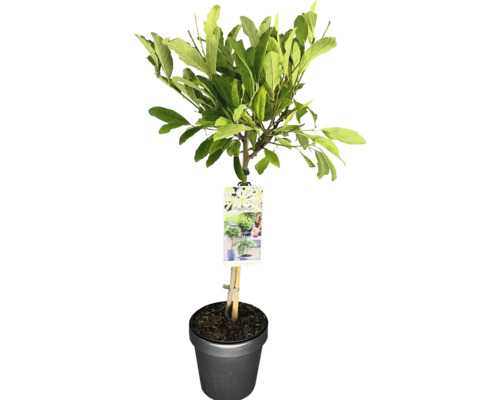 Magnólie, šácholan hvězdovitý vonný na kmínku FloraSelf Magnolia stellata výška kmene 50 cm květináč 3 l Zahradní strom s listy v květináči