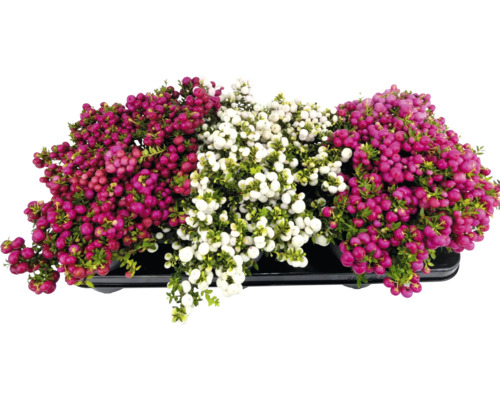 Gaultheria Mucronata v misce