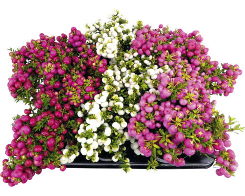 Gaultheria rostlina s červenými, růžovými a bílými bobulemi