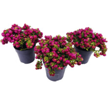 Tři květináče s rostlinami Symphoricarpos