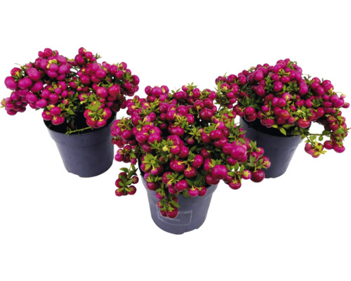 Tři květináče s rostlinami Symphoricarpos