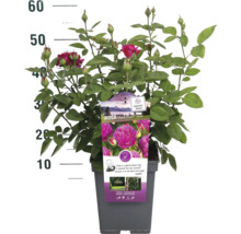 Růže Heidi Klum v květináči