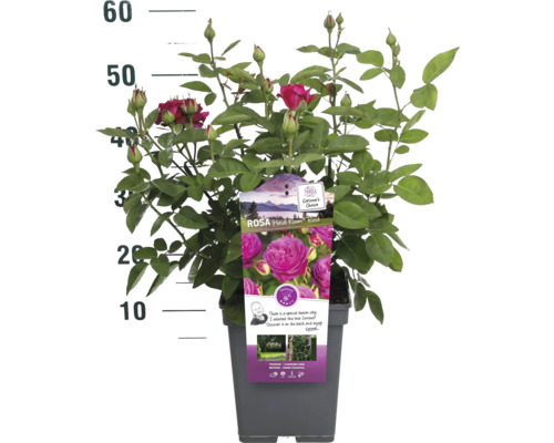 Růže Heidi Klum v květináči